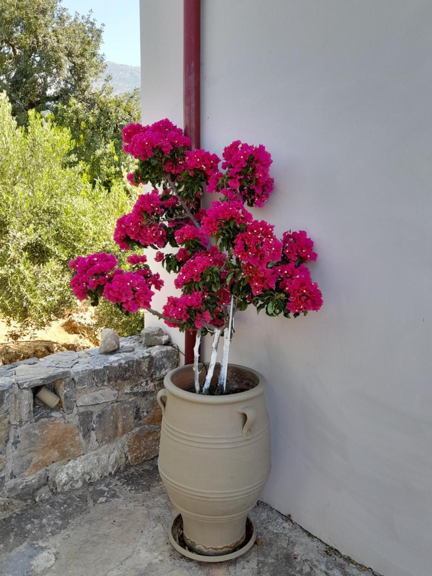 "Villa Kastania" Melidoni, Chania, Crete Exteriér fotografie