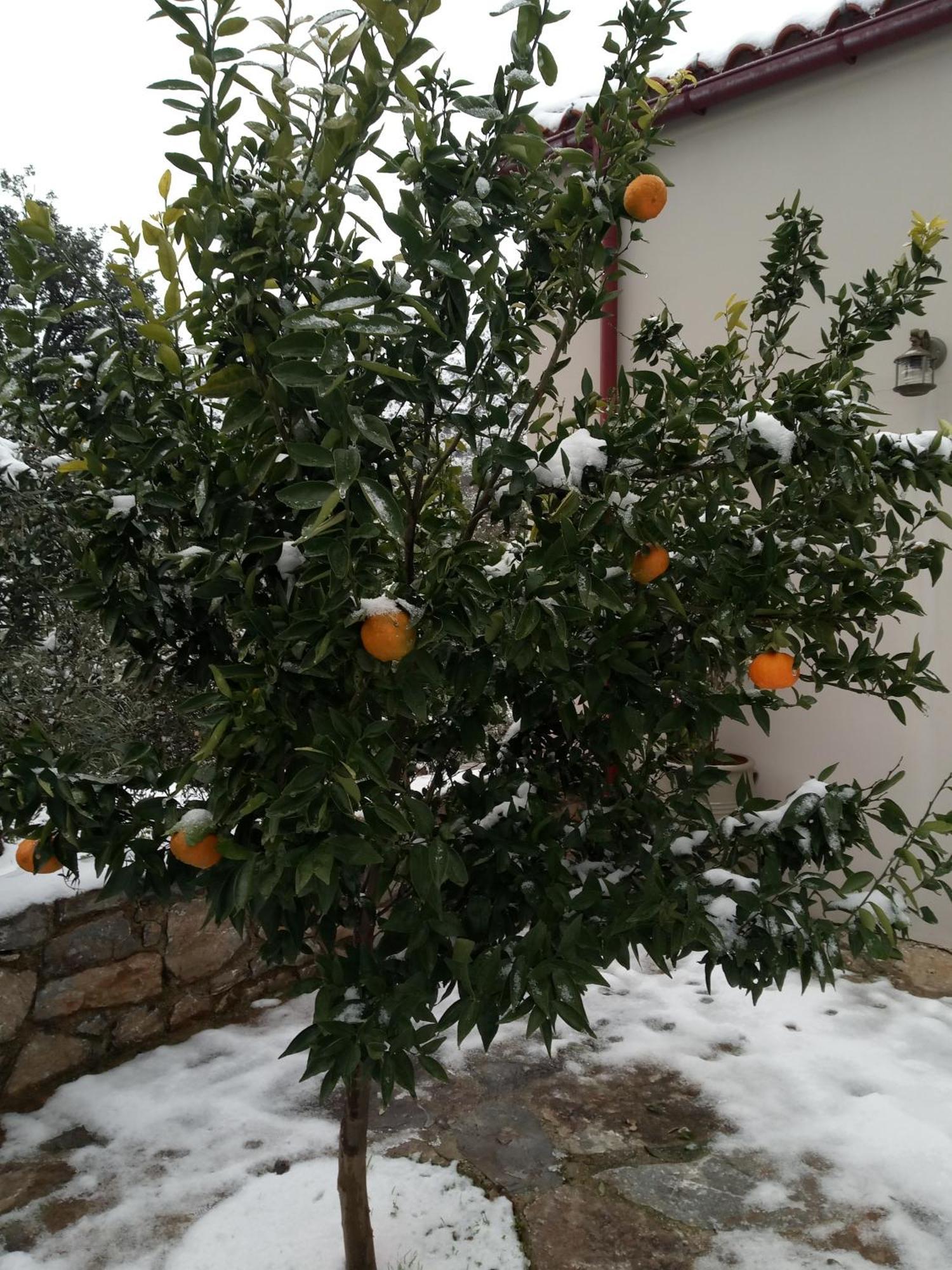 "Villa Kastania" Melidoni, Chania, Crete Exteriér fotografie